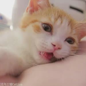 花花与三猫catlive