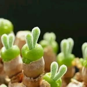 【多肉植物】碧光环 碧光环,一种非常漂亮的植物,长的有点象兔子的